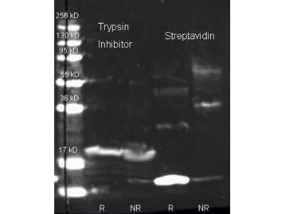 Western Blot: Streptavidin Antibody [Biotin] [NB120-7241] - Lane 1: Trypsin Inhibitor reduced. Lane 2: Trypsin Inhibitor non-reduced. Lane 3: Streptavidin reduced. Lane 4: Streptavidin non-reduced. Load: ~1ug per lane. Primary antibody: Primary antibody at 1:1000 for overnight at 4C. Secondary antibody: Dylight 649 conjugated Donkey anti rabbit secondary antibody at 1:10,000 for 45 min at RT. Block  overnight at 4C. Predicted/Observed size: 18.8 kDa, ~15 kDa for Streptavidin, 24 kDa, ~20 kDa for Trypsin Inhibitor.
